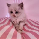 도그마루 강아지 고양이 양산화명점 이미지