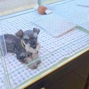 도그라이프 대구강아지분양 이미지