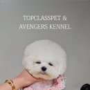 어벤져스켄넬 탑클래스펫 강아지분양 이미지