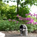 데스티니 퍼피 이미지