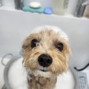 입북로77번길 | 수원 강아지미용실 푸르몽살롱 | 급하게 강아지 미용이 필요하다면 여기