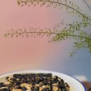 맛나슈퍼 | 방학영양간식 추천 견과류바 검은깨 서리태 맛나강정