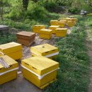 건강한 봉군만들기 위한 7월 꿀벌관리 이미지