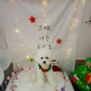 늘, 이쁘개 이미지