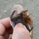 일출여다지 이미지