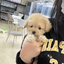 서천사랑병원 | 서천강아지무료분양 소중한인연