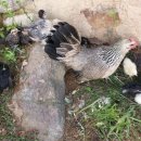 길나들이민박 이미지