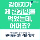(주)펫톡 | 반려동물이 갑자기 아파요 : 내 손안에 수의사 '펫닥' 어플 상담 후기
