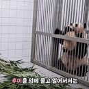 이제 대놓고 공동육아 요구하는 아이바옼ㅋㅋㅋㅋ.gif 이미지