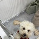 깔꼼 애견미용실 이미지