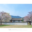 하마대 | 충남 예산 가볼만한곳 대흥동헌에 핀 목련과 벚꽃