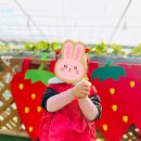 수향농장 | 아이랑 갈만한 곳 남양주 딸기체험 농장 수향딸기농원.