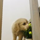 사랑애견샵 | 원주애견샵 컴투펫 방문후기✨ 강릉, 충주 보호자들도 인정한 이유!