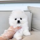 김해 강아지분양 베베몽 | 김해강아지분양 김해강아지분양후기