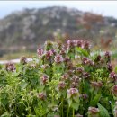 도안농장 이미지