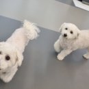 도그베이 동탄호수공원점 이미지