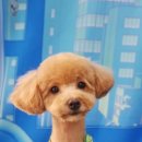 안녕강아지야 이미지