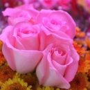 이뿌다 - 완도군 노화로 840-1 | 이뿌다