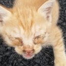 맥동물병원 이미지