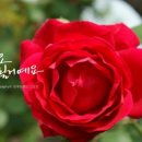 태성로 이미지