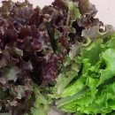 상추 카카오 검색결과