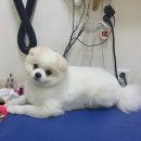 응답하라 몽몽이 이미지