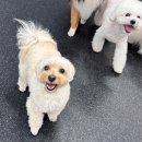 카페 바리스랩