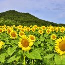 난정리(해바라기정원) 이미지