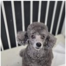 우리동네 펫샵 이미지