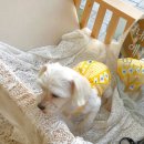 COMER COTTE 이미지