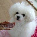 두부네수제간식 이미지