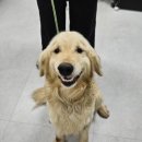 웰니스 펫 미용실 이미지