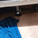 내정로165번길 | 분당 야탑동 싱크대막힘 작업후기｜배관 상태 확인이 중요한 이유