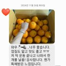 제주 황금향 후기와 보관방법