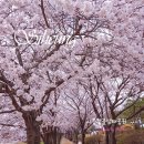 갯골생태공원(인포센터) | 경기도 시흥 벚꽃 명소 갯골생태공원 4월 봄나들이