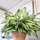 영양양지햇빛발전소 | 잘 죽지않는 키우기 쉬운 인테리어식물 추천(고무나무,아레카야자,금전수,스노우사파이어)