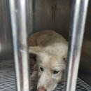 안흥초신진분교 이미지