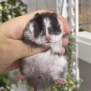 달빛 햄스터리 이미지