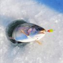 한치펜션 | [여행] 이한치한 2026 겨울축제 뽀개기❄️ 여행일정 포함✨️