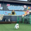 경포코지펜션애견동반 | 강릉 바다여행 경포해변 10분! 가성비 끝판왕 ‘나인원 펜션’ 애견동반 1박 후기