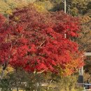 달궁자동차야영장 | 지리산 달궁자동차아영장 단풍캠핑장 명당