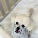 퍼피숑 이미지