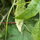 이삭농장 이미지