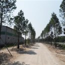 진교 메타세쿼이아길 이미지