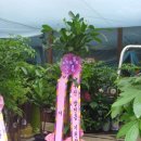 그린한방허브 이미지