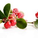 (주)윈터그린 이미지