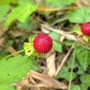 진주황포냉면 이미지