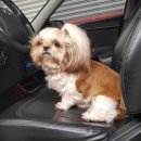 쭈 애견미용 이미지