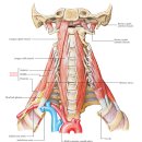 scalene muscles 이미지