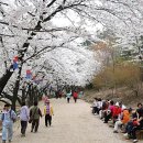 안산벚꽃음악회 이미지